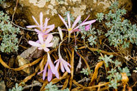 Cyprus, Een bloemetje op de dorre grond (en dat met eind september)