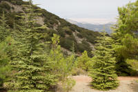 Cyprus, Madari ridge trail, 1e etappe. Cederbomen