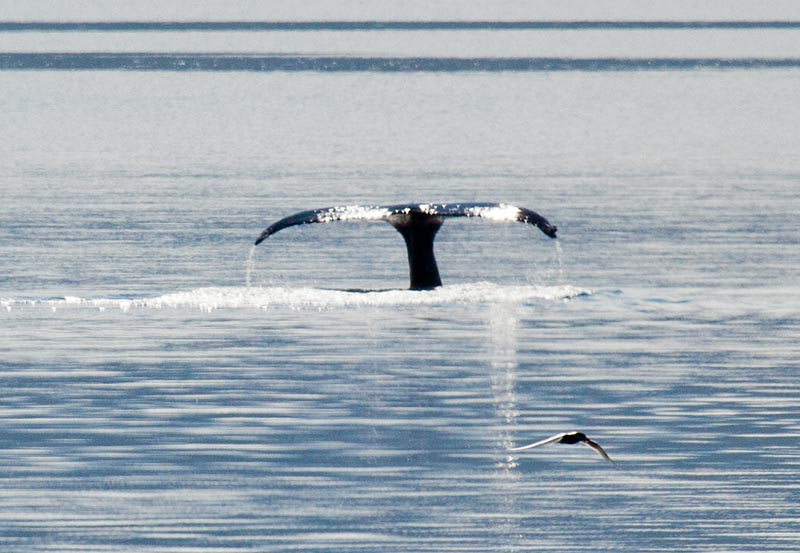 Whale in Arnerfjordur