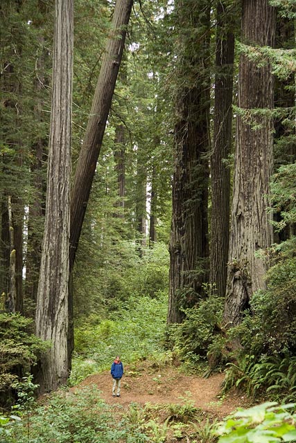 Redwoods zijn hoog