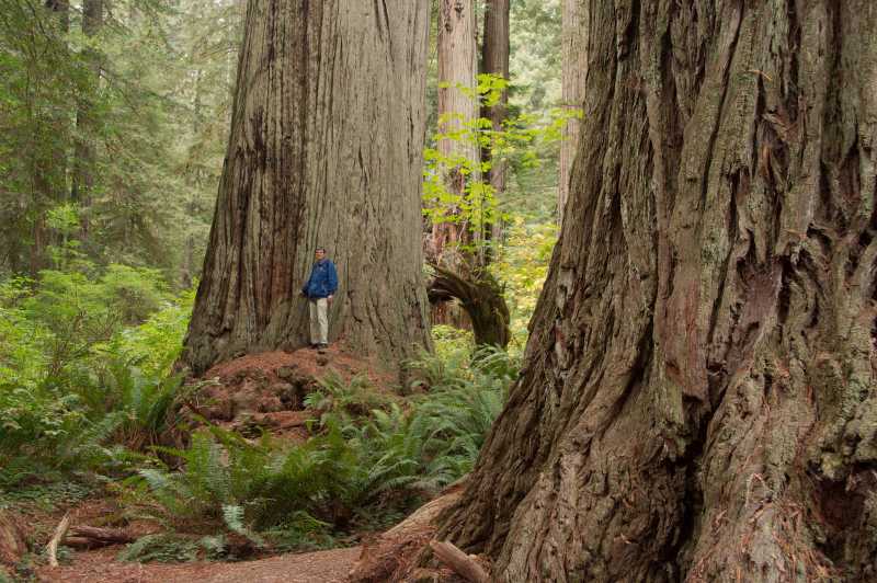 Redwoods zijn dik