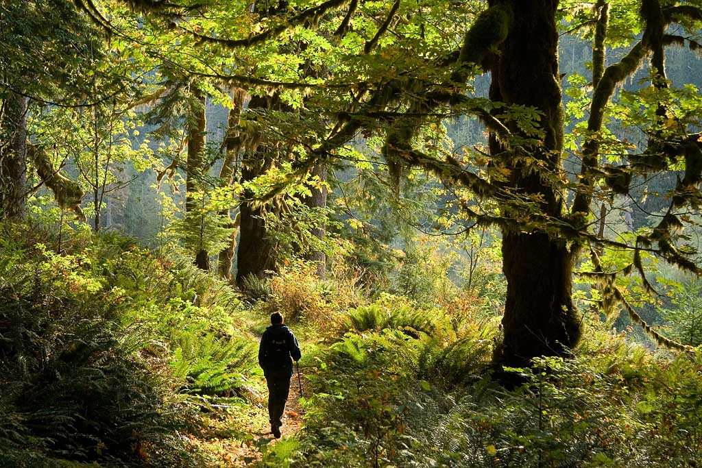 5383.jpg Olympic National Park - Quinault Rain Forest