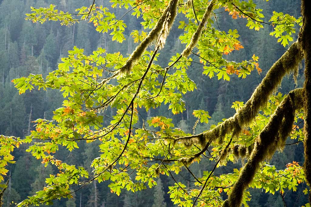 5384.jpg Olympic National Park - Quinault Rain Forest