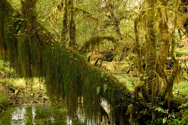 Olympic National Park - Hoh Rain Forest