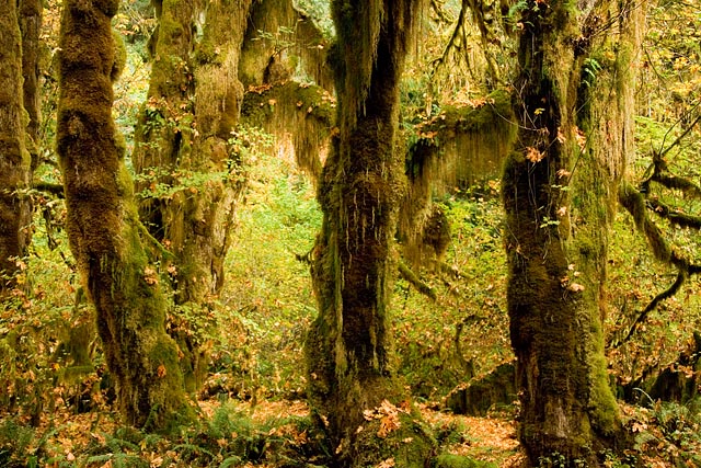 Olympic National Park - Hoh Rain Forest