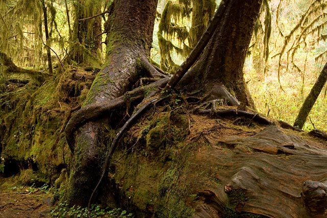 Olympic National Park - Hoh Rain Forest