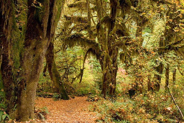 Olympic National Park - Hoh Rain Forest