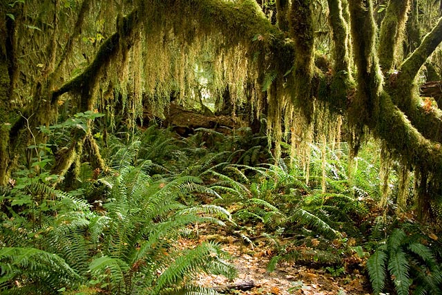 Olympic National Park - Hoh Rain Forest