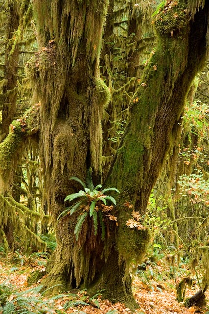 Olympic National Park - Hoh Rain Forest